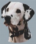 Dalmatian 4 (image for) Dalmatian 4